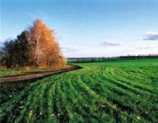 В Україні очікується гарний урожай озимих пшениці та ріпаку